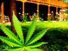 Utah Pot Guide -Medical Marijuana in Utah